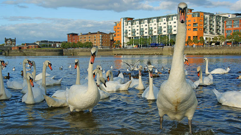 Swans in Limerick, in case you're wondering